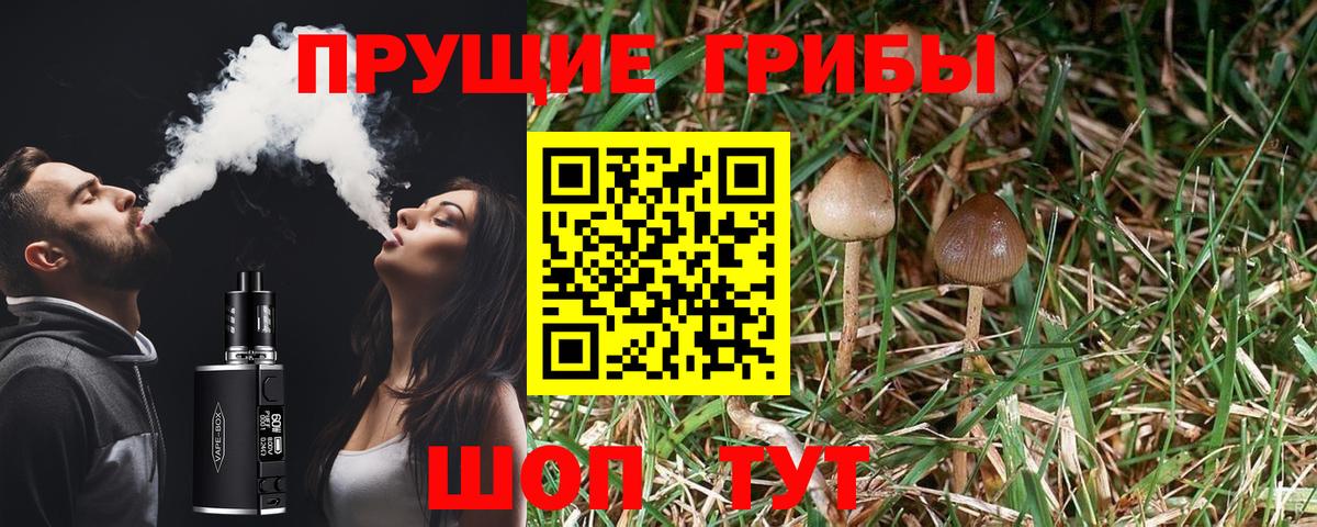 Галлюциногенные грибы Psilocybine cubensis Волоколамск